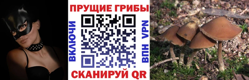 закладка  Волжский  Псилоцибиновые грибы MAGIC MUSHROOMS 