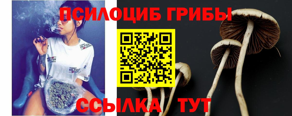 Псилоцибиновые грибы Cubensis Волжский